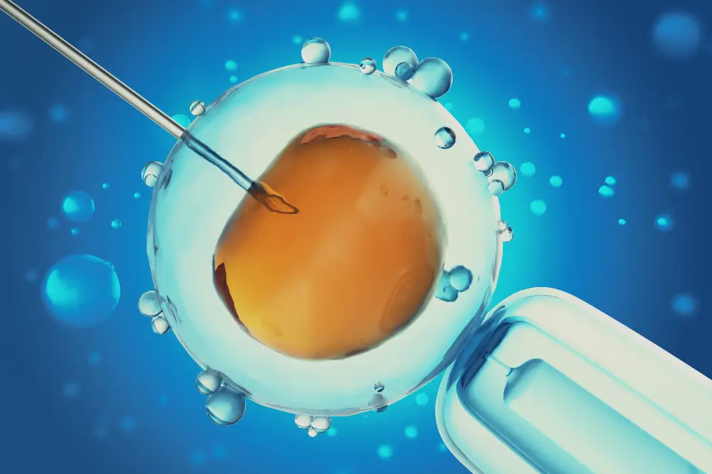 Egg Donation Cycle