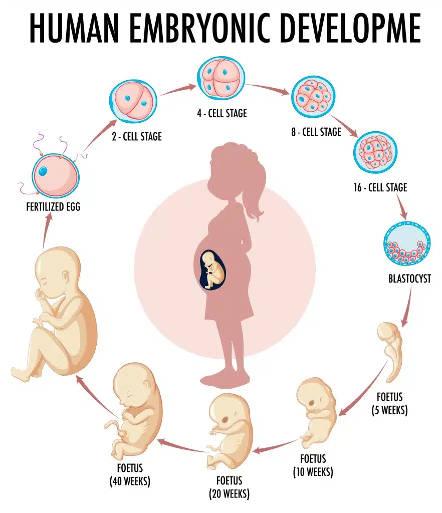 Donor Embryos in India: A Cost-Effective Option for IVF