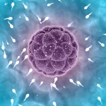 Immature Ovum