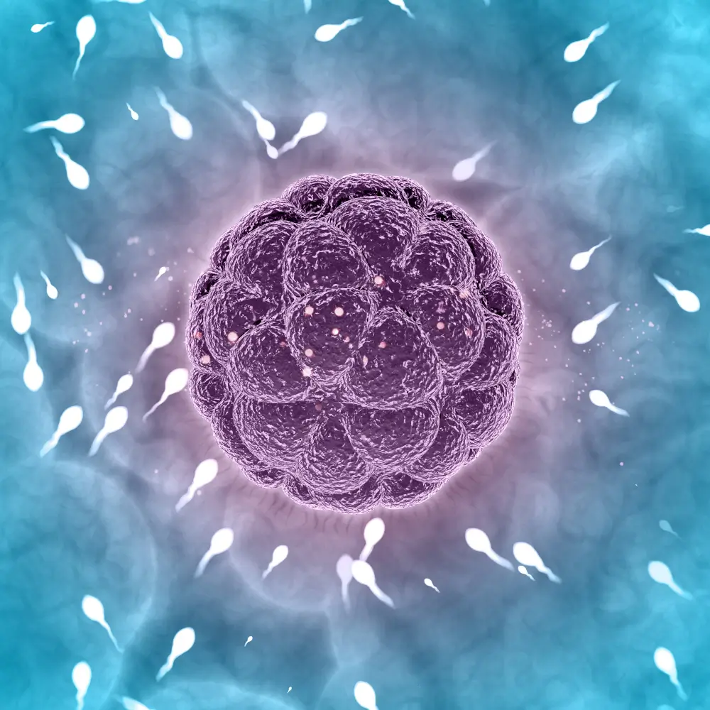 Immature Ovum Explained: Why Some Eggs Don’t Mature Properly