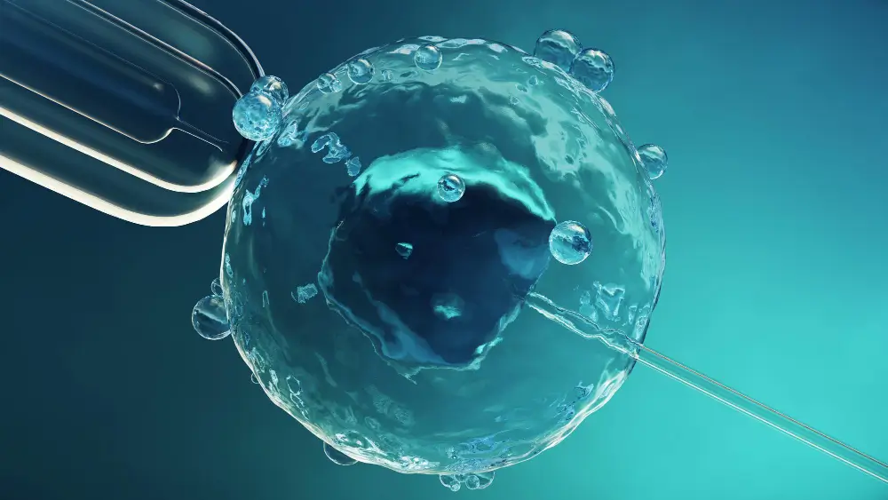 Fresh vs Frozen Egg Donation: Which Option Is Right for You