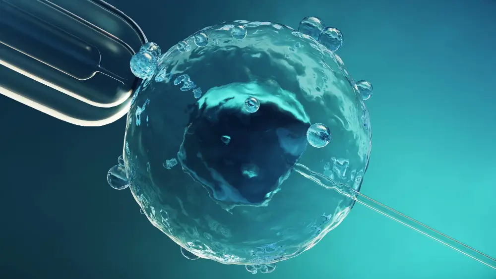 What Happens During the Embryo Transfer